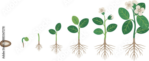 Cartoon flowering plant lifecycle icon set with seed, sprout, leafy stem, root system, and full bloom stage.