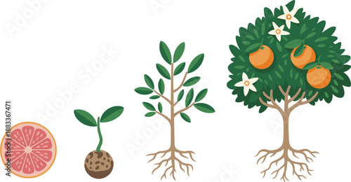 Cartoon orange tree growth stages icon set with fruit slice, seed, sprout, leafy stem, flower, and ripe fruit.