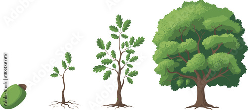 Cartoon oak tree lifecycle icon set with acorn, seedling, sapling, maturing tree, and fully grown canopy.