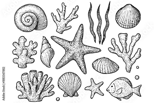 set of sea shells,
Hand Drawn Vintage Sea Shells Nautical Collection