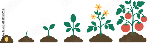 Cartoon tomato plant growth stages icon set with seed, sprout, leafy stem, flower, and ripe red fruit.