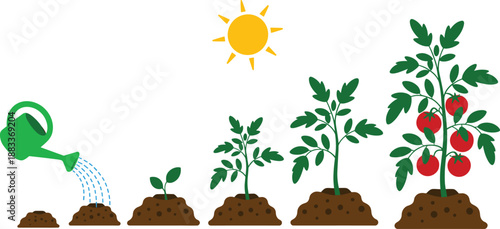 Cartoon tomato plant growth stages icon set with sprout, watering, leafy stem, sunlight, and ripe red fruit.