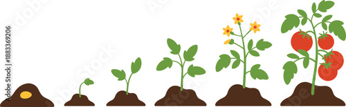 Cartoon tomato plant growth stages icon set with seed, sprout, leafy stem, flower, and ripe red fruit.