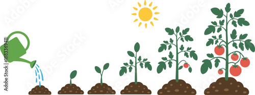 Cartoon tomato plant growth stages icon set with watering, sprout, leafy stem, sunlight, and ripe red fruit.