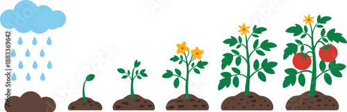 Cartoon tomato plant lifecycle icon set with rain cloud, seed, sprout, yellow flower, and ripe red fruit.