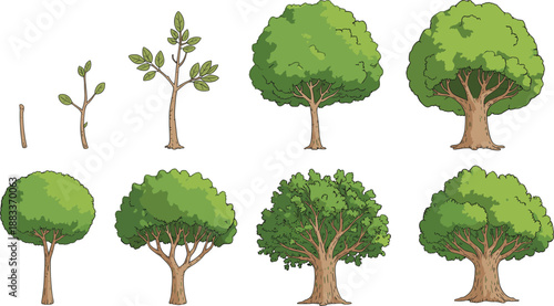 Cartoon tree growth stages icon set with twig, sapling, leafy stem, and mature tree with full canopy.