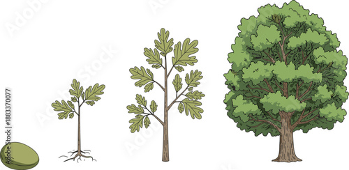 Cartoon tree lifecycle icon set with seed, seedling, sapling, and mature tree with full canopy and root system.
