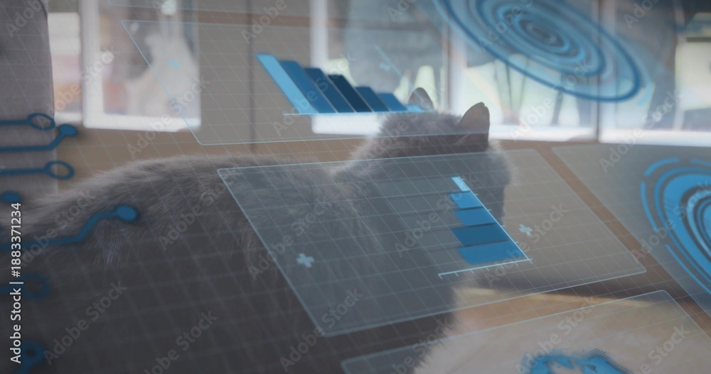 Fototapeta premium Resting gray domestic cat gazing toward multi-pane window on table, with blue holographic UI