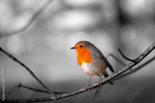 Robin redbreast or European robin (Erithacus rubecula) is a small insectivorous passerine bird, sitting on a trunk in a park in Germany. Close up portrait of a cute small songbird with selective focus © ON-Photography