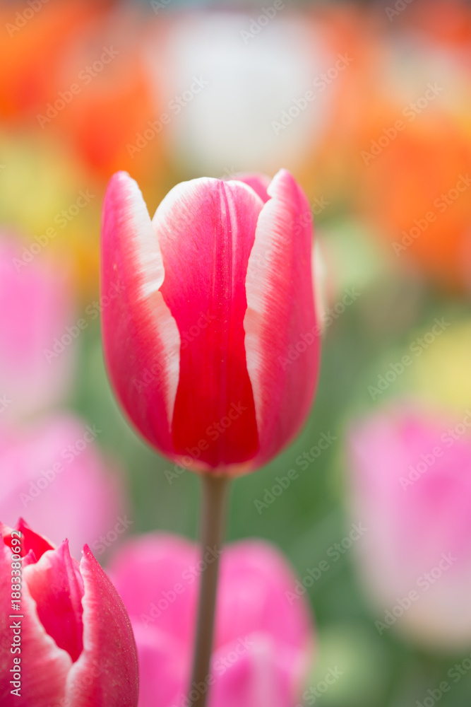 Fototapeta premium Beautiful tulips flower in tulip field in spring