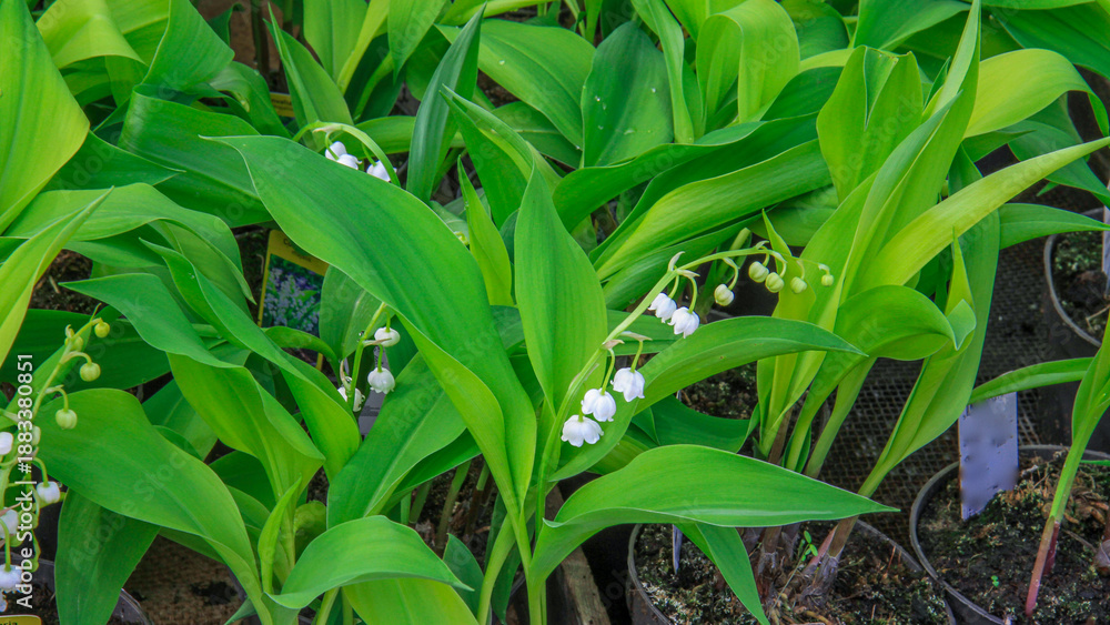 Obraz premium Fresh green lilyofthevalley foliage with small white bell blossom growing in pot. Spring garden plant background, natural herbal botany concept.