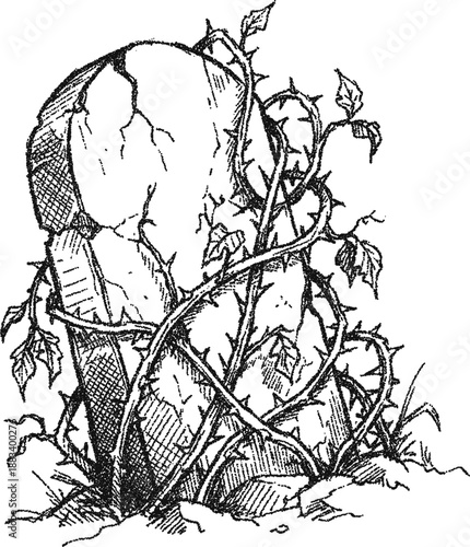 Vintage of an Old Cracked Tombstone Overgrown with Thorny Vines and Leaves