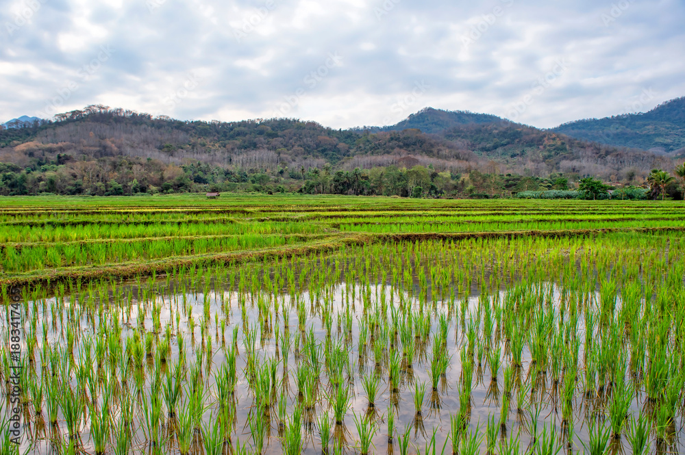 Fototapeta premium Laos. Luang Prabang. Rice farm and plantation. Agricultural tourism and travel, traditions and culture