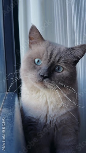 Curious Gaze: A captivating close-up of a domestic cat with striking blue eyes, peering out with innocent curiosity.