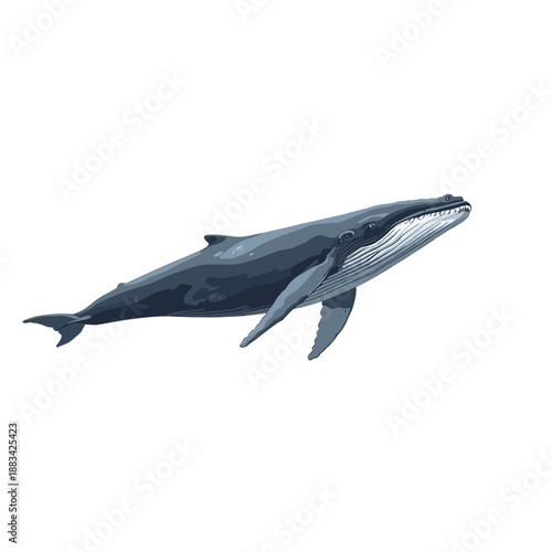 Whale Design Very Cool Animal