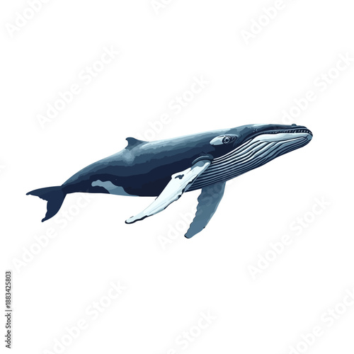 Whale Design Very Cool Animal