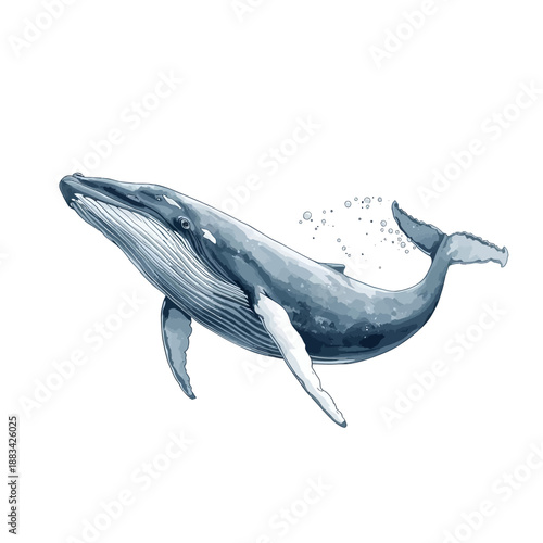 Whale Design Very Cool Animal