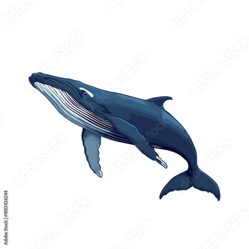 Whale Design Very Cool Animal