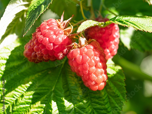 Fresh red raspberries in a garden - natural food. Bunch of ripe raspberry fruit - Rubus idaeus - on branch with green leaves on a farm. Close-up, blurred background.
