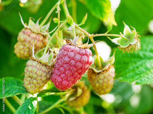 Canvas-taulu Fresh red and green raspberries in a garden - natural food