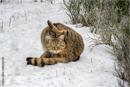 Canvas Print Wildkatze