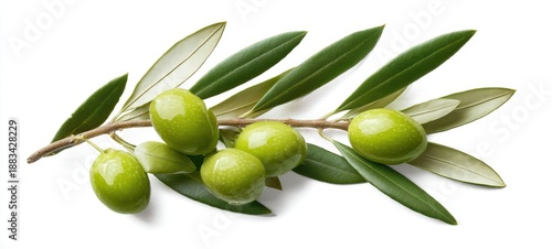The olive branch with fresh green olives and glossy leaves on white background