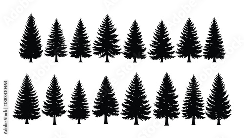 Silhouettes of pine trees isolated on white background, Vector