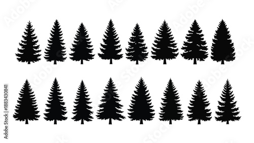 Silhouettes of pine trees isolated on white background, Vector