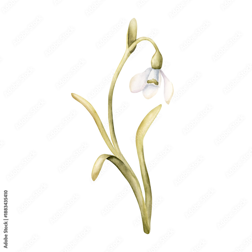 Obraz premium Snowdrop Spring Bulb Flower. Watercolor hand drawn floral illustration isolated on white background for Easter Woman's day design textile fresh fabric print card cosmetic package porcelain crockery
