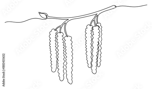 Birch Tree Catkins Branch Continuous Line Art Vector Illustration. Spring Blooming Flowers Sketch. Botanical Nature Concept.