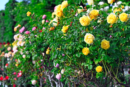 Photography Yellow roses garden in springtime, Volksgarten, Vienna, Austria