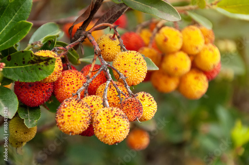 Foto Primer plano de frutos silvestres de madroño (Arbutus unedo) en diferentes etapas de maduración colgando de la rama de un árbol en el bosque
