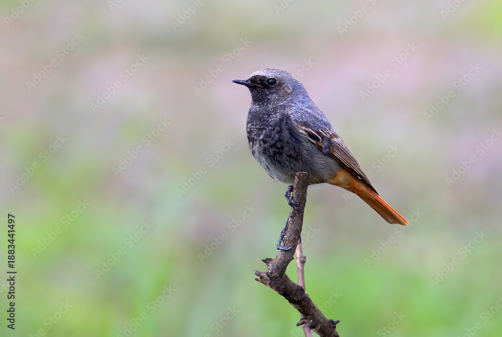 Obraz premium A close-up shot of an adult male black redstart (Phoenicurus ochruros) perched on a branch against a blurred background