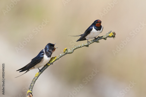 Adult barn swallows (Hirundo rustica) in breeding plumage, photographed close-up against a blurred background and beautiful morning light.