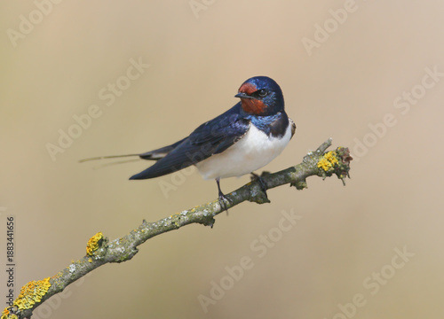 Adult barn swallows (Hirundo rustica) in breeding plumage, photographed close-up against a blurred background and beautiful morning light.