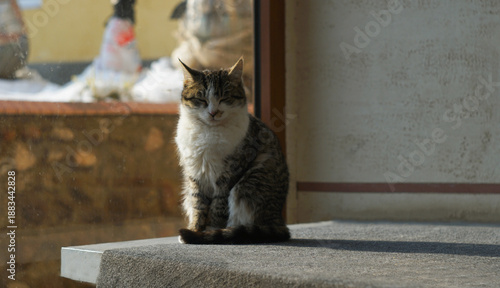Two cats in front of the window