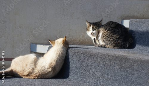 Two cats in front of the window