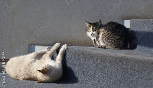 Two cats in front of the window