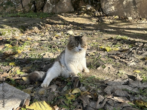Photography A cat sits on ground in a garden