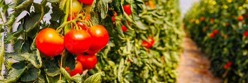 Fresh red tomatoes growing in a lush greenhouse under bright sunlight during summer season