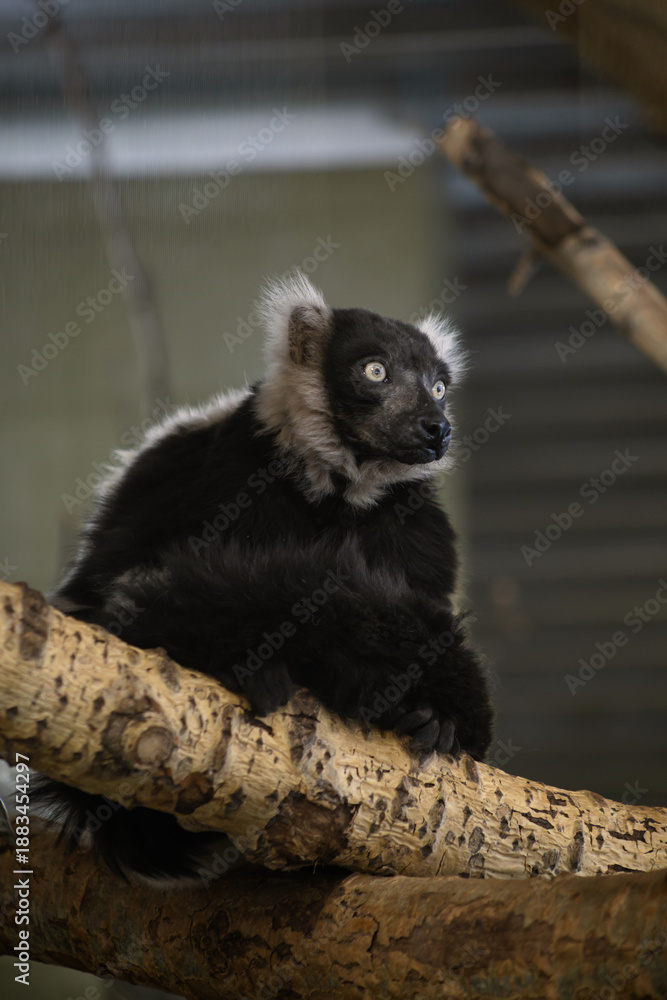 Obraz premium Black-and-White Ruffed Lemur Sitting on a Tree Branch