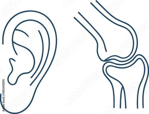 Simple Line of Human Ear and Knee Joint
