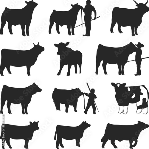 Show Steer Set Silhouette, Cattle Show Cow Silhouettes, Print Show Heifer SVG, show heifer Vector, Livestock show, beefmaster heifer, Cattle and Farmer Illustration Collection