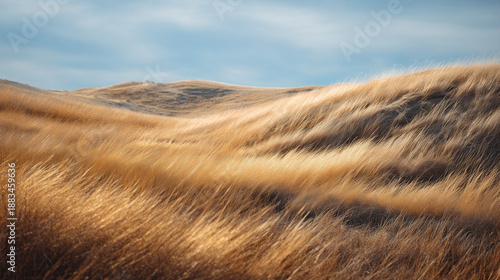 Golden wheat fields under a clear sky