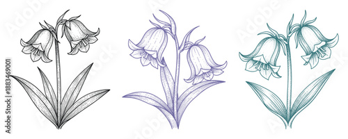 Three bluebell flowers with leaves vector illustration in black, purple, and teal colors