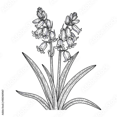 Elegant bluebell flowers with leaves vector illustration in a detailed, black and white style