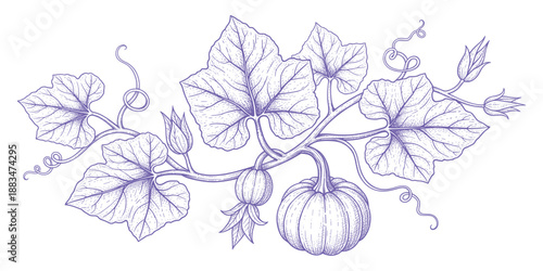 Beautiful pumpkin vine with sprawling leaves and tendrils hand drawn botanical vector illustration