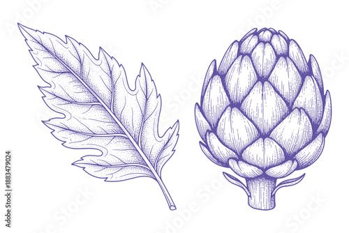 Purple line art drawing showing artichoke flower and textured leaf vector illustration set