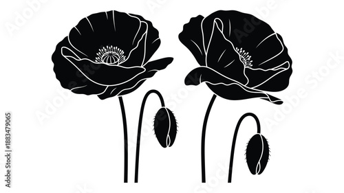 a striking black and white illustration featuring two delicate poppy flowers