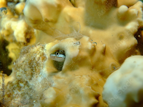 A piano fangblenny or mimic blenny (Plagiotremus tapeinosoma)